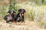 BEAUCERON - ADULTS and PUPPIES 005